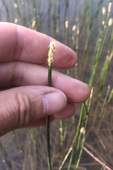 Eleocharis macrostachya