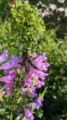 Xylocopa virginica