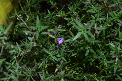 Prostanthera scutellarioides