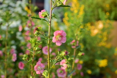 Anisodontea capensis
