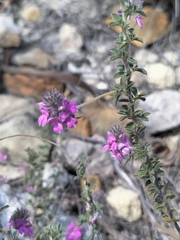Indigofera alopecuroides