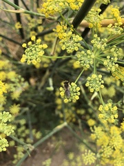 Apoidea