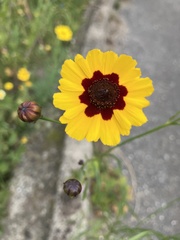 Coreopsis tinctoria