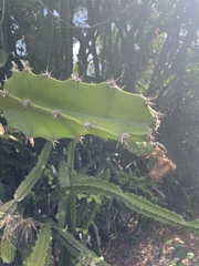 Hylocereeae