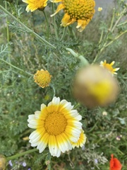 Glebionis coronaria