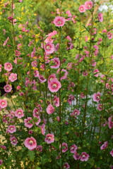 Anisodontea capensis