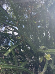Hylocereeae