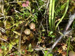 Vaccinium microcarpum