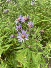 Canadanthus modestus