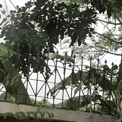 Callosciurus finlaysonii