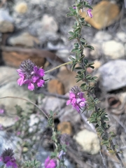 Indigofera alopecuroides