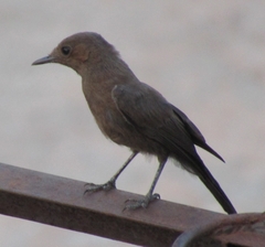 Oenanthe fusca