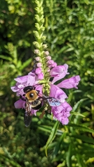Xylocopa virginica