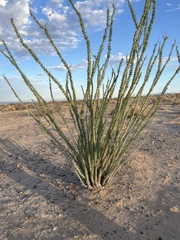 Fouquieria splendens