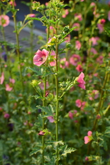 Anisodontea capensis