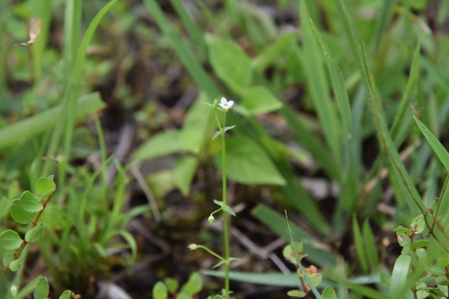 Mitrasacme indica iNat (2)