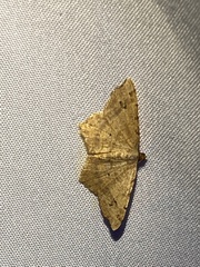 Macaria aequiferaria