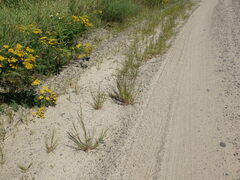 Eragrostis albensis