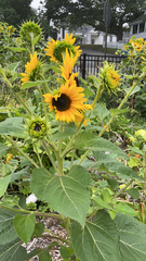Helianthus annuus