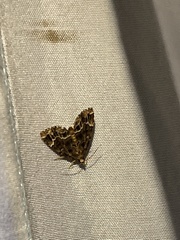 Hypena abalienalis