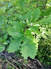 Quercus muehlenbergii