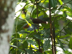 Malacopteron magnirostre