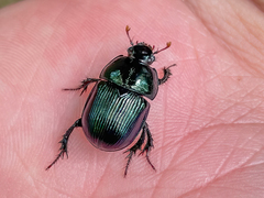 Geotrupes balyi