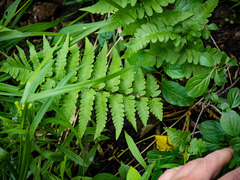 Dryopteris clintoniana