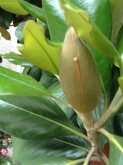Magnolia grandiflora