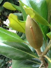 Magnolia grandiflora