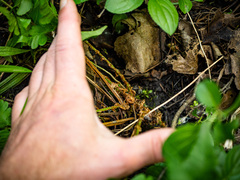 Dryopteris clintoniana