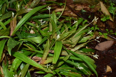 Carex