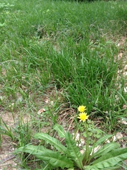Taraxacum
