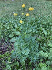 Trollius europaeus