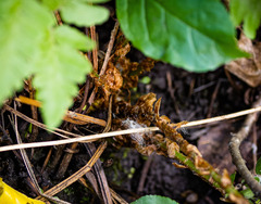 Dryopteris clintoniana