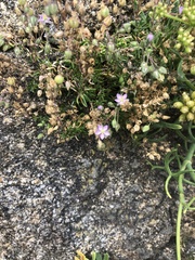 Spergula arvensis
