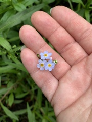 Myosotis scorpioides