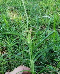 Eleusine indica