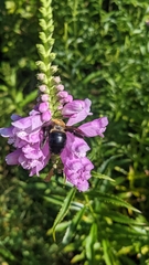 Xylocopa virginica