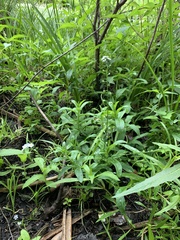 Myosotis scorpioides