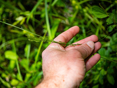 Sphenopholis intermedia