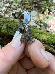 Anaxyrus americanus
