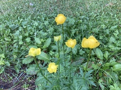 Trollius europaeus