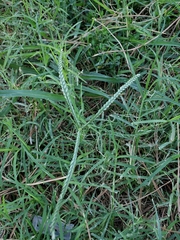 Eleusine indica