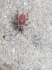 Pyrrhocoris apterus