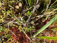 Vaccinium microcarpum