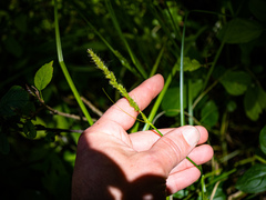 Carex vulpinoidea