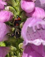 Cosmopepla lintneriana