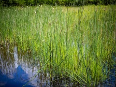 Schoenoplectus tabernaemontani
