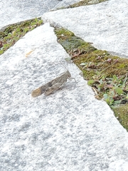 Oedipodinae